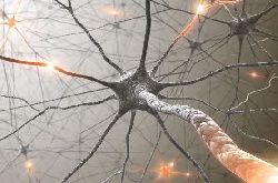 synapsy